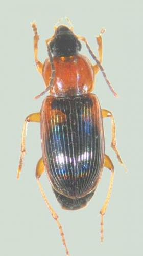 Réf. 273 966 : Stenolophus teutonus